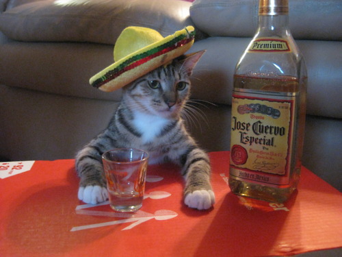 Silly-Drinking-Cat.jpg
