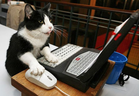 Image result for cat using computer
