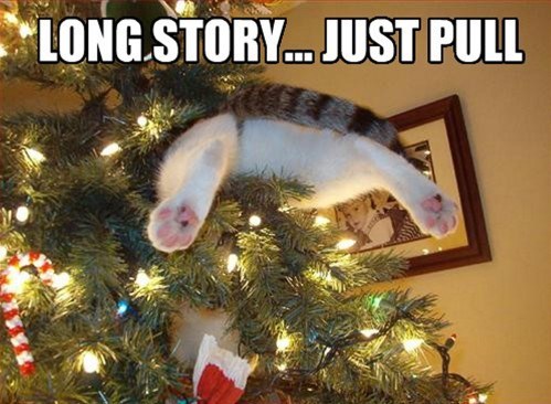 Funny-cat-Long-story-just-pull.jpg